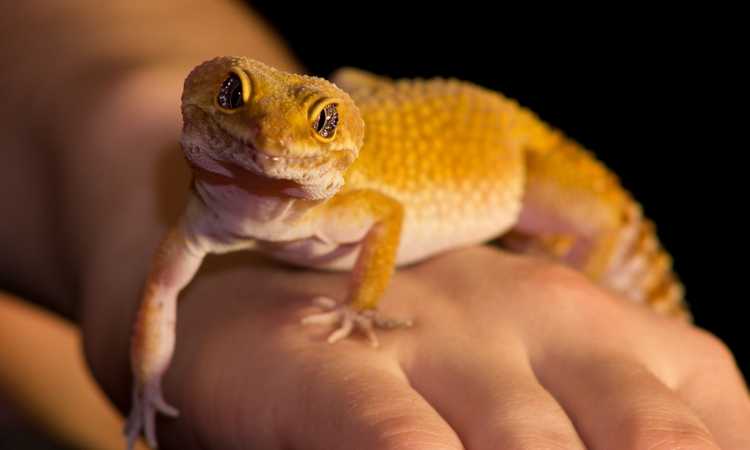 A Guide To Proper Gecko Veterinary Care