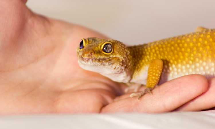 A Guide To Proper Gecko Veterinary Care