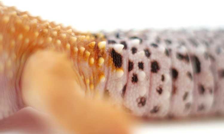 Amazing Gecko Anatomy Eyes, Tails and More!