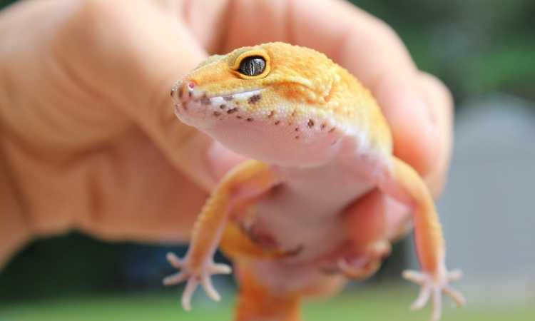 Amazing Gecko Anatomy Eyes, Tails and More!