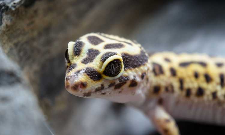 Best Tips on How To Care For Your Leopard Gecko