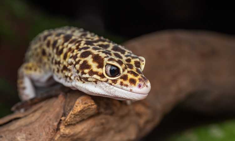 Best Tips on How To Care For Your Leopard Gecko