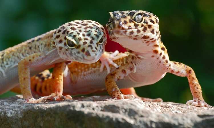 How Do Leopard Geckos Get Along With Children and Other Pets