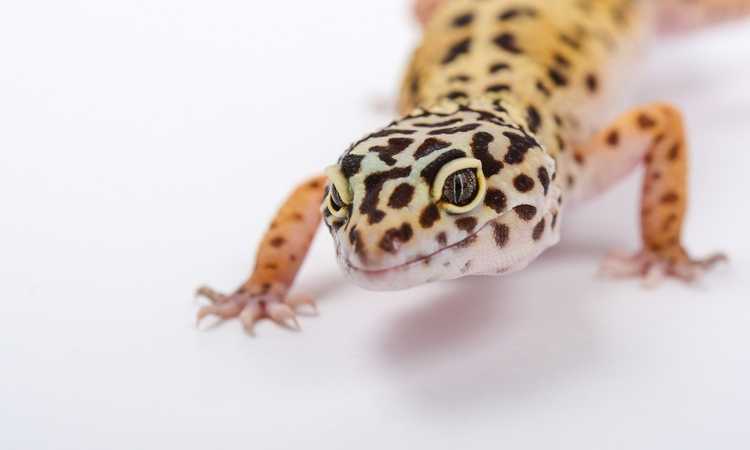 How To Choose A Healthy Leopard Gecko
