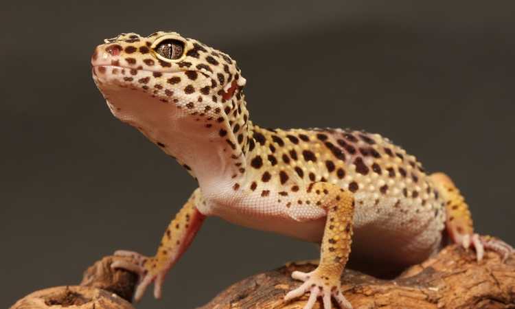 How To Choose A Healthy Leopard Gecko