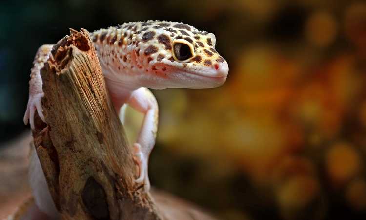 How to Keep Your Leopard Gecko Healthy