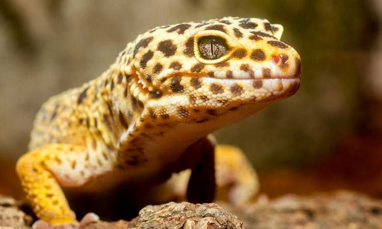 How to Keep Your Leopard Gecko Healthy