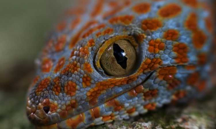 Incredible Facts About Geckos That Will Surprise You