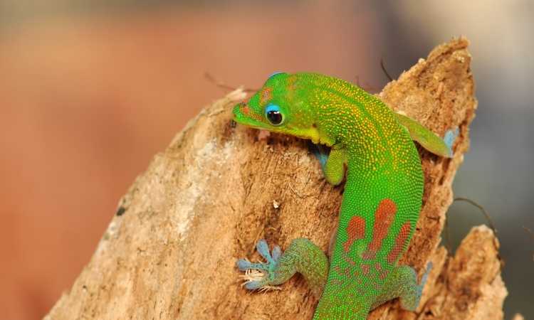 The Fascinating Secrets of Gecko History