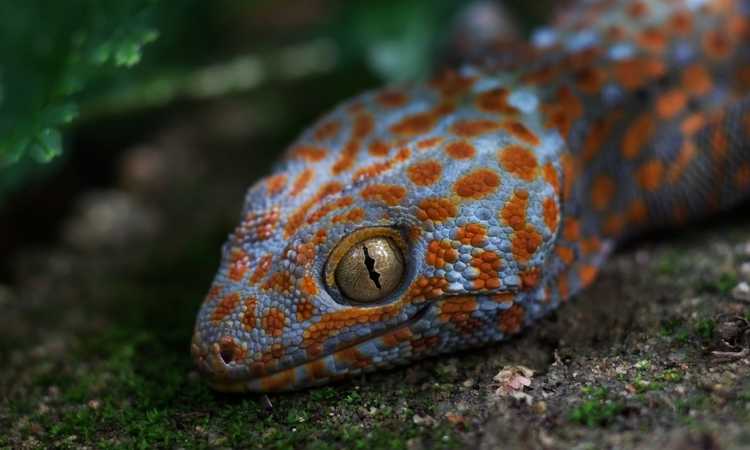 The Fascinating Secrets of Gecko History