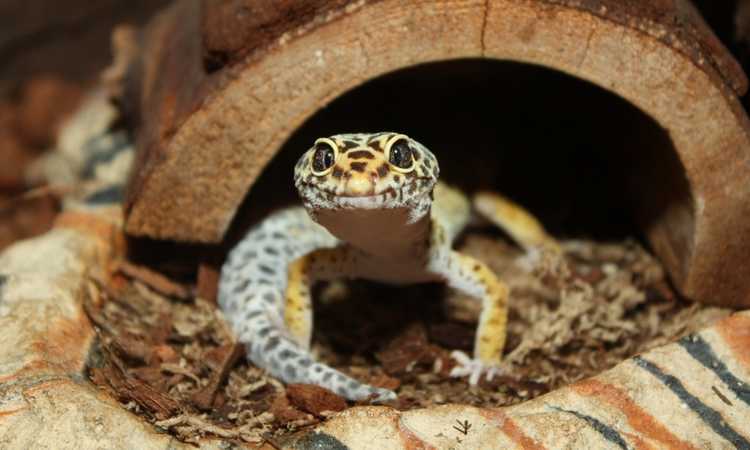 What Should I Feed My Leopard Gecko