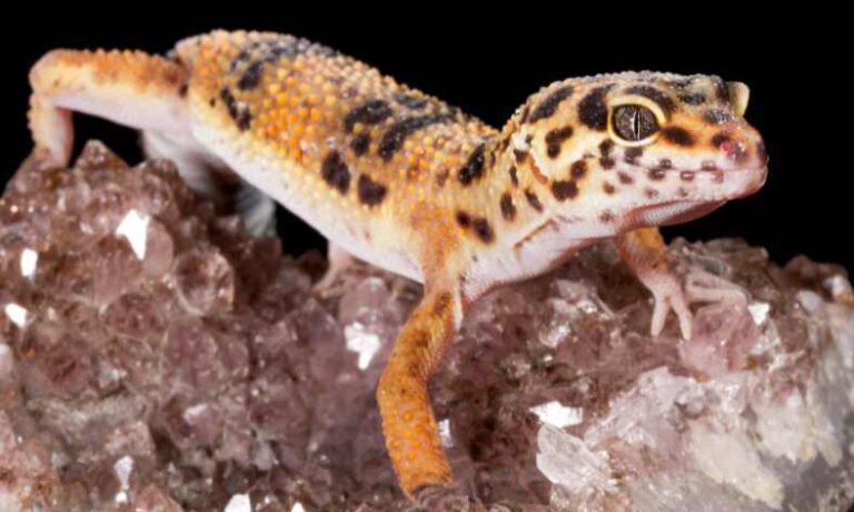 Are Candles Bad For Leopard Geckos