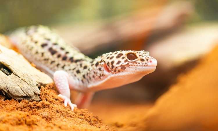 Are Leopard Geckos Good Pets for Children