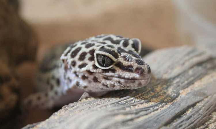 Are Leopard Geckos Good Pets for Children