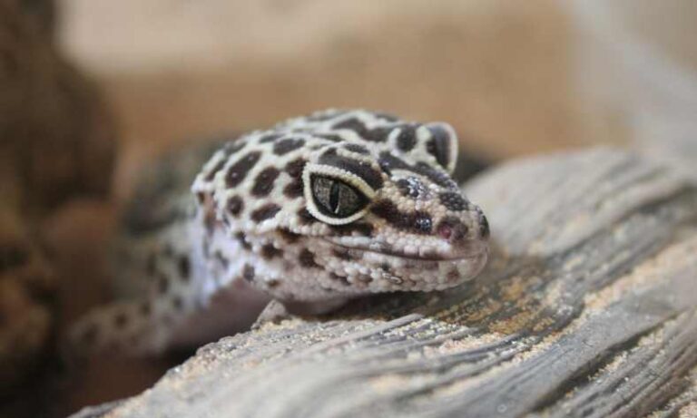 Can Leopard Geckos Drink Bottled Water