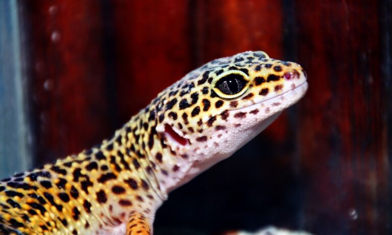 Can Leopard Geckos Have Seizures?