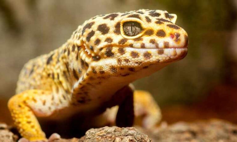 Can Mealworms Kill A Leopard Gecko