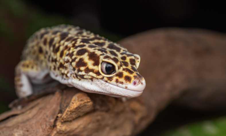 Can You Breed A Leopard Gecko With A Bearded Dragon
