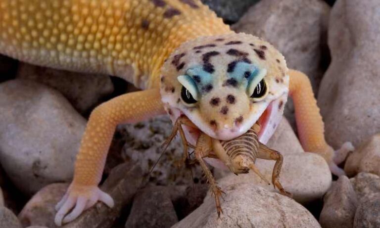 Can You Overfeed A Leopard Gecko?