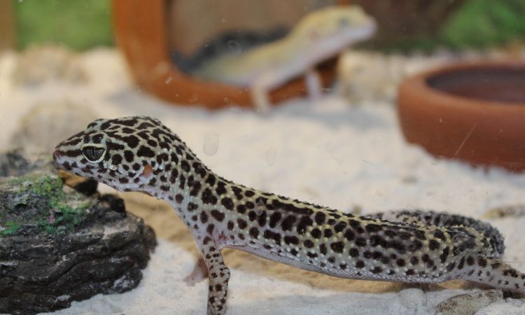 Can You Put Sand In A Leopard Gecko Tank?