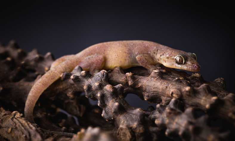How Often Do Geckos Need to Go to the Vet?