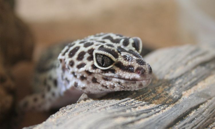 How Big Should Leopard Gecko Tank Be?