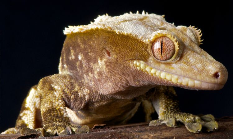 How Do You Know When A Crested Gecko Is Dying?