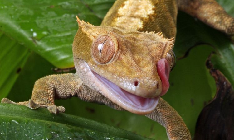 how hot is too hot for a crested gecko?