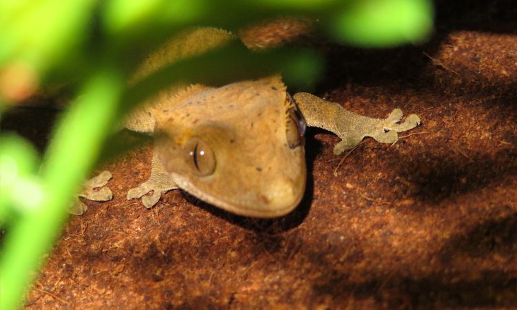 How Hot Is Too Hot For A Crested Gecko?