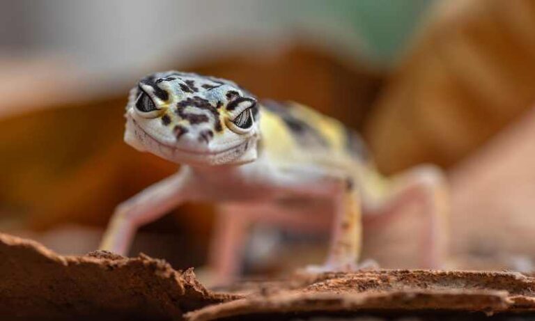 How Long Can Geckos Go Without Oxygen