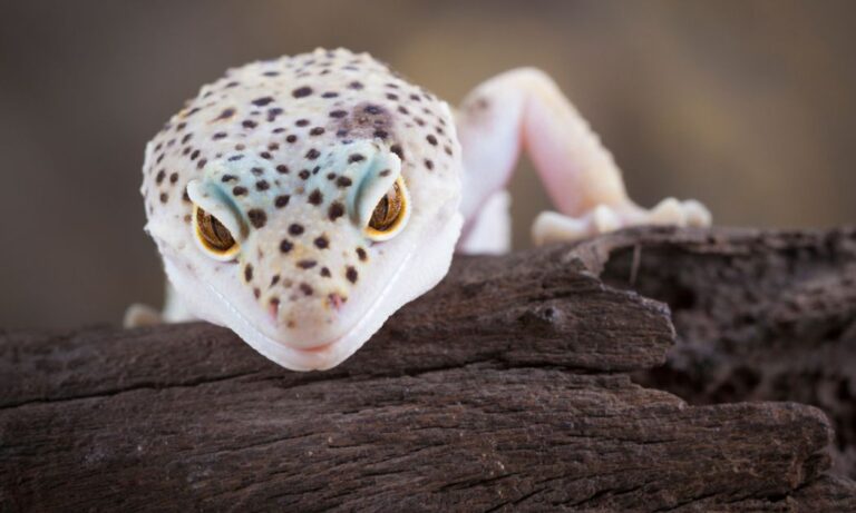 How Much Does It Cost To Take A Leopard Gecko To The Vet