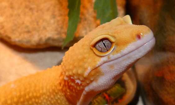How Often Do Geckos Need to Go to the Vet?