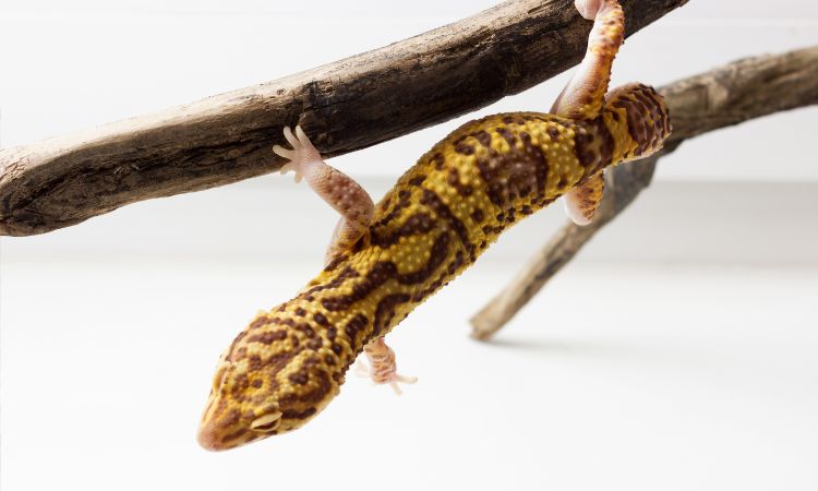 Is Neosporin Safe For Leopard Geckos?