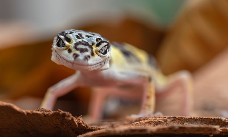 Is Vaseline Safe For Leopard Geckos?