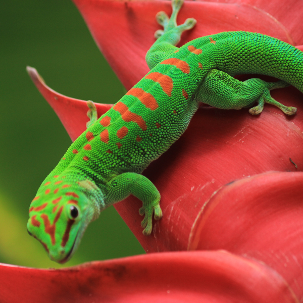 exotic geckos and lizards for sale online