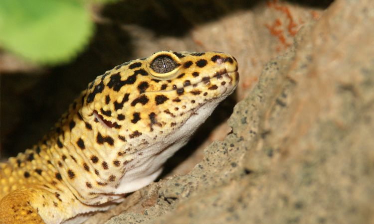 What Temperature Should A Leopard Gecko Tank Be At Night?