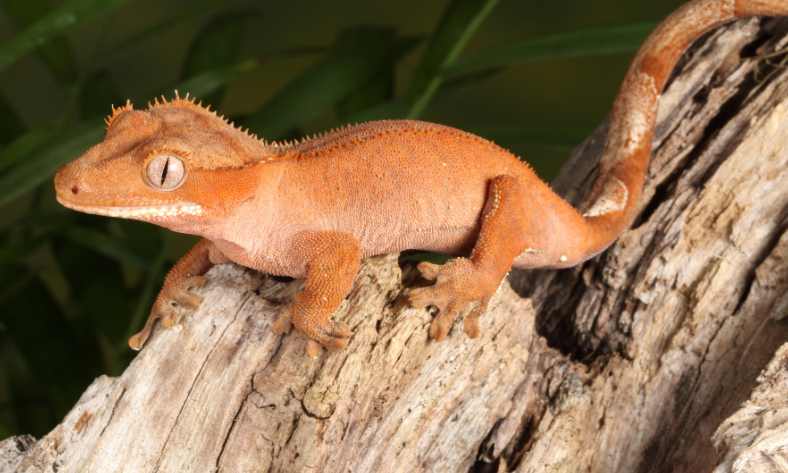 What To Do With A Dead Crested Gecko