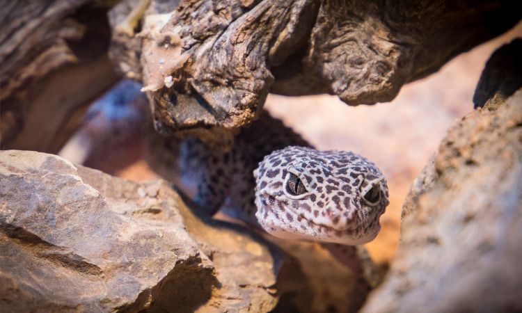Why Can't Leopard Geckos Eat Dead Crickets?