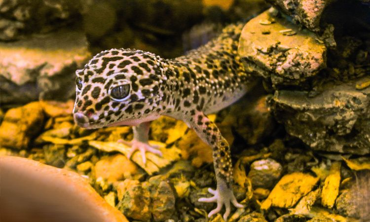 Why Does My Leopard Gecko Sleep So Much?
