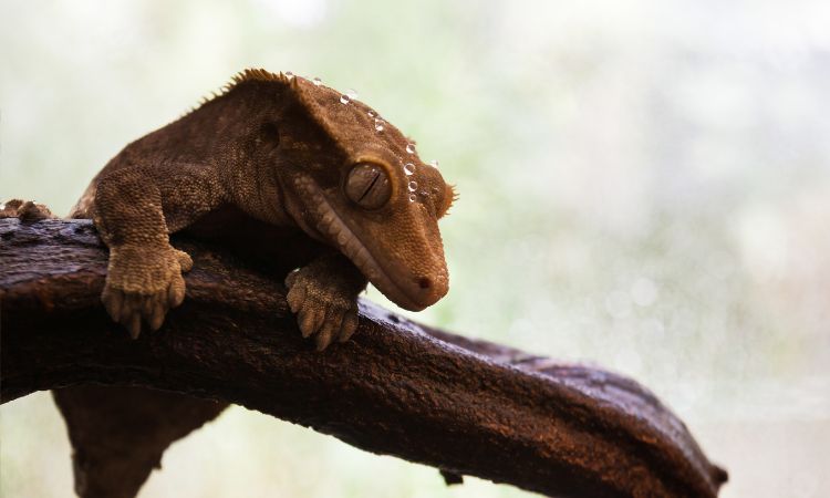 will mold hurt my crested gecko?