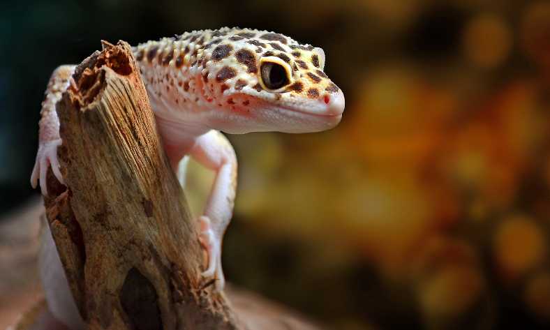 can geckos eat isopods