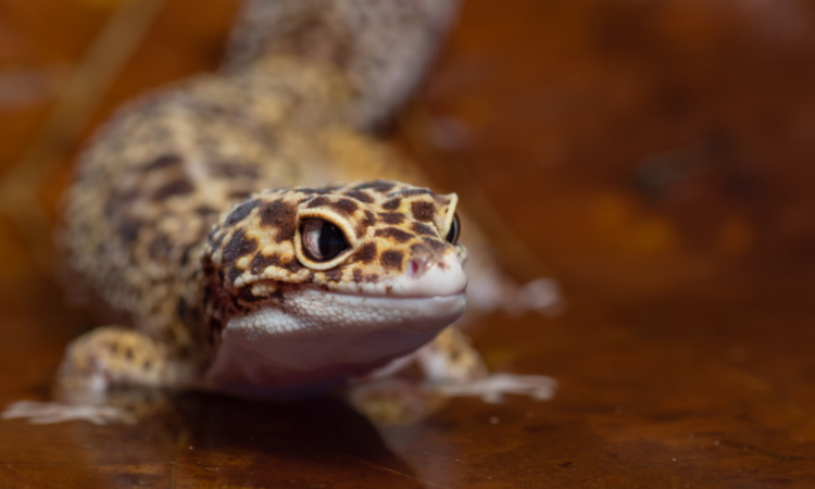 Are Black Lights Bad For Leopard Geckos?