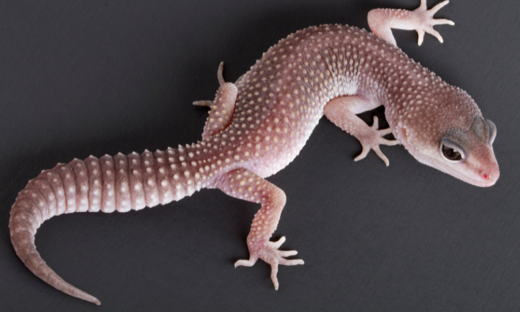 Are Calci Worms Good For Leopard Geckos?