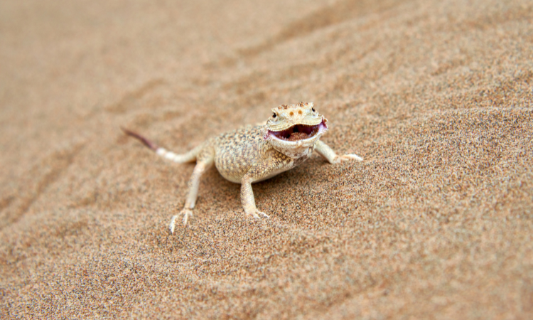 Are Geckos Amphibians?