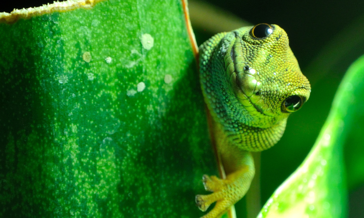 Are Geckos Good Pets?