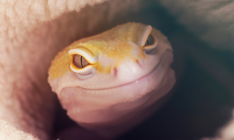 Are Geckos Poisonous to Dogs?