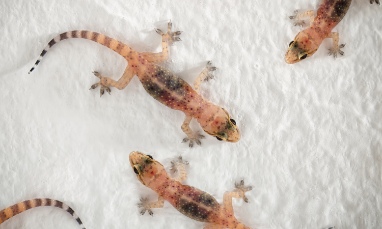 Are Mealworms Bad For Leopard Geckos?