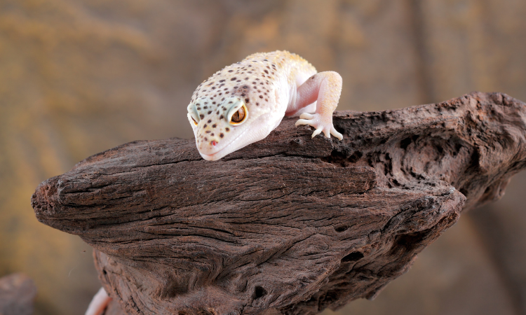 Can A Leopard Gecko Use A Hamster Wheel Or Hamster Ball?