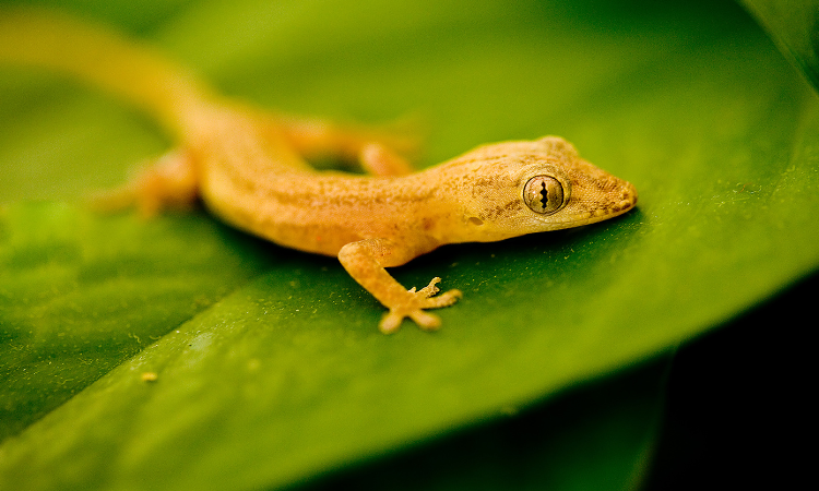 Can Geckos Change Colors?