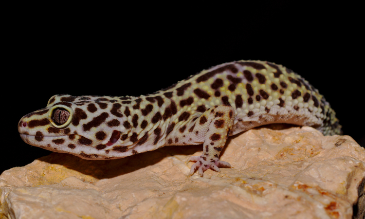 Can Leopard Geckos Break Their Toes?